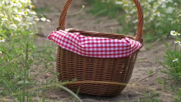 Picknickkorb in der Sommerlandschaft — Stockvideo