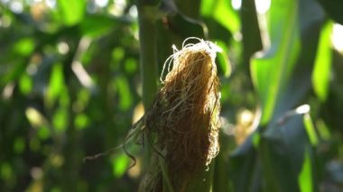 Çiftçilerin tarlasında olgunlaşan mısır ekinleri