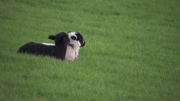 Dois cordeiros bonitos descansando em um campo de agricultores na primavera — Vídeo de Stock