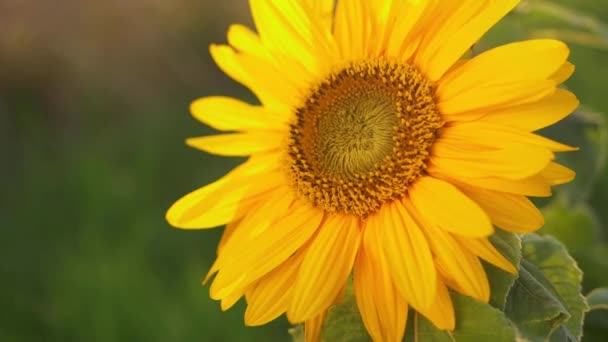 Napraforgó teljes virágban a meleg nyári napsütésben — Stock videók