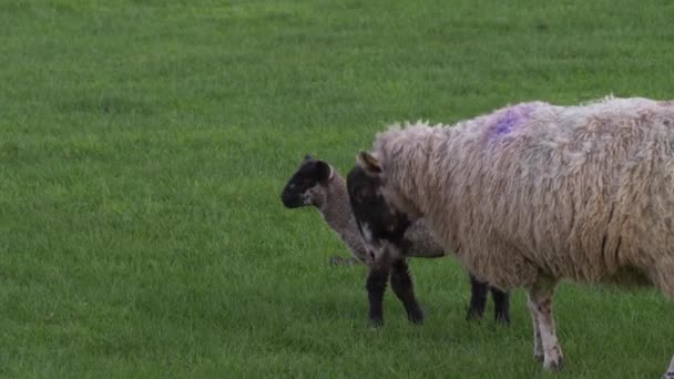 Lamb with mother sheep playing together in farmers field — Stockvideo
