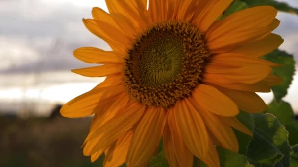 Sonnenblume in voller Blüte in warmer Sommersonne — Stockvideo