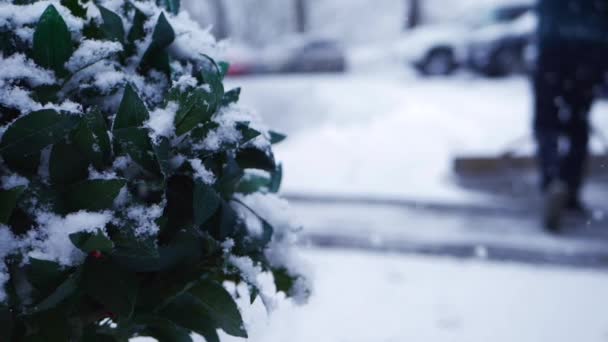 Holly bush plant in winter with man clearing snow in the background — стоковое видео