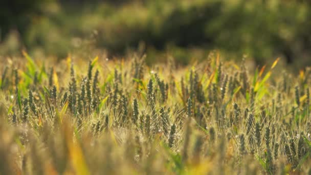 Field of wheat ripens in warm summer — Stockvideo