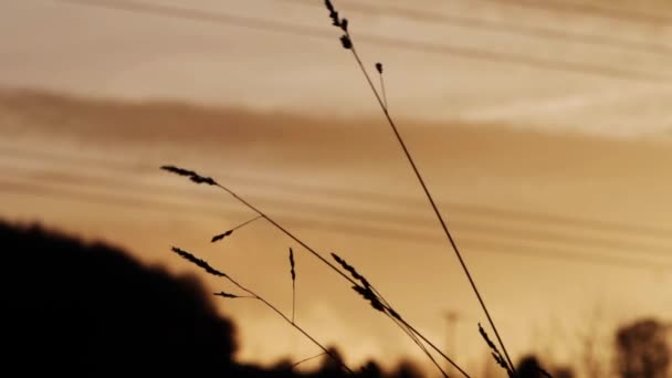 Zonsondergang achtergrond met hoog gras silhouet — Stockvideo
