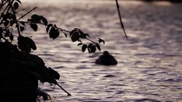 Enten auf dem See bei Nacht fallen in Silhouette — Stockvideo