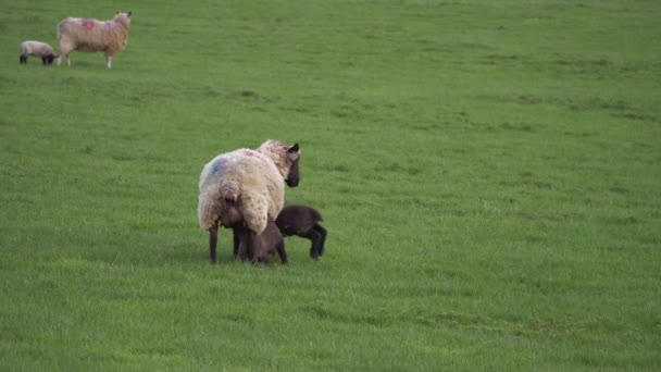 Cordeiros com ovelhas mãe brincando juntos no campo agricultores — Vídeo de Stock