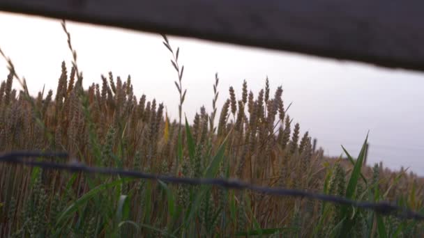 Field of wheat ripens in warm summer through view of fence — Video Stock