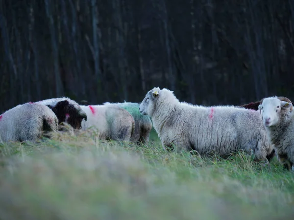 冬の田畑の羊の群れ — ストック写真