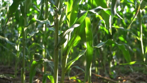 Cultivo de maíz dulce en campo campesino — Vídeo de stock