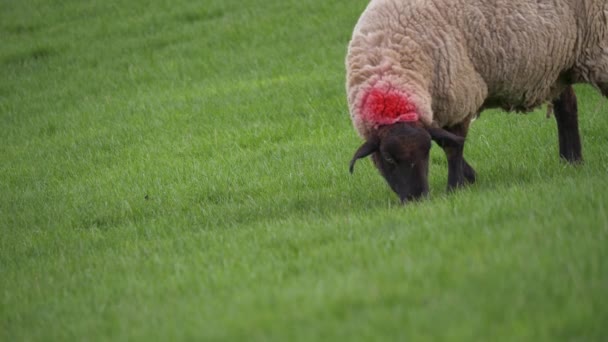 Sheep grazing on grass in farmers field — стоковое видео
