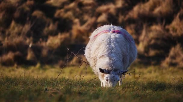 Solitary sheep in rugged countryside farmers — Video Stock