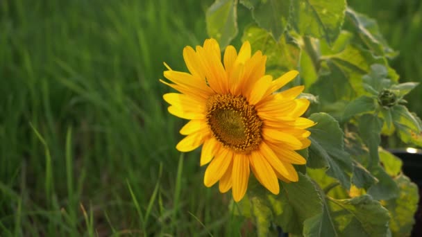 Sonnenblume in voller Blüte in warmer Sommersonne — Stockvideo