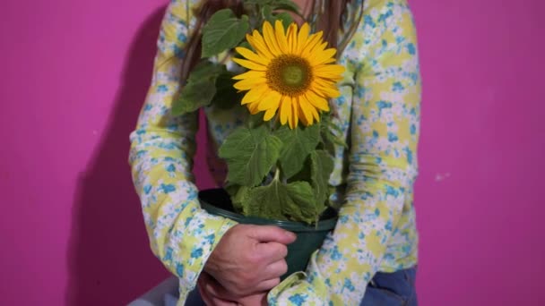 Wanita memegang bunga matahari tanaman pada latar belakang merah muda — Stok Video