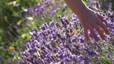 Eflatun çiçeği okşayan bir kadın yaz tarlası