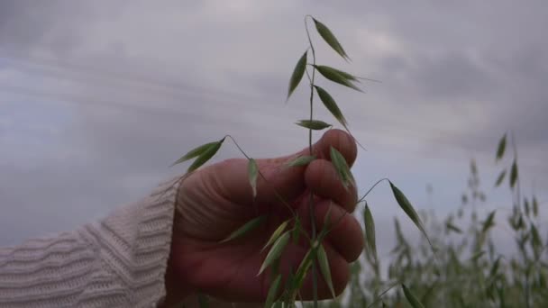 Petani memeriksa oat hijau muda — Stok Video