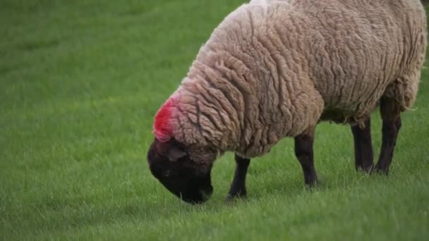 Ovejas pastando en la hierba en los agricultores campo amplio cámara lenta tiro enfoque selectivo — Vídeos de Stock