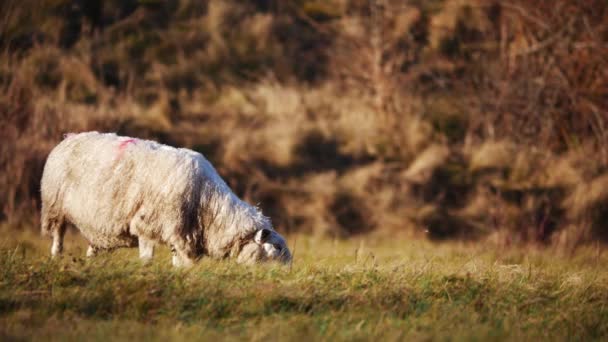 Solitary sheep in rugged countryside farmers — Stockvideo