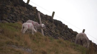 Anne koyun ve kuzu engebeli Yorkshire 'da otluyor.