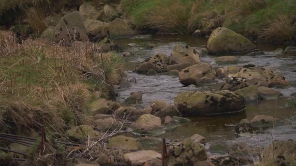 Stroom met rotsen op het Yorkshire platteland — Stockvideo