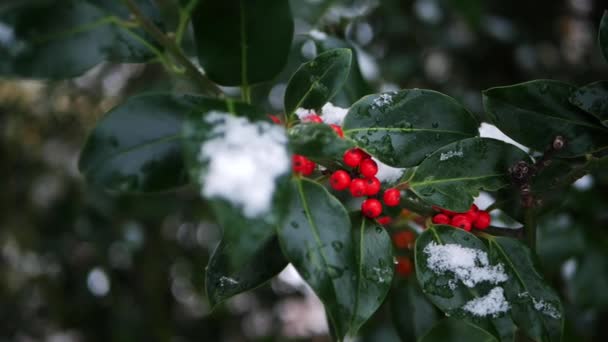 Feuilles de houx avec des baies rouges décoration de Noël traditionnelle — Video