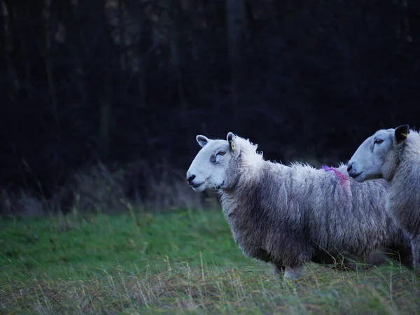 Deux moutons dans un champ agricole accidenté — Photo