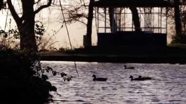 Gün batımında halka açık bir parkta, ördekler siluette 