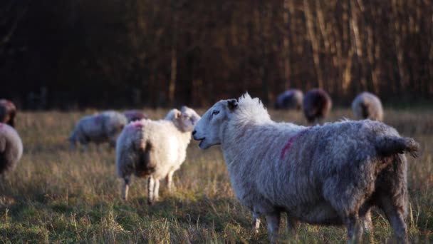 Овцы какают в суровых сельских пейзажах — стоковое видео