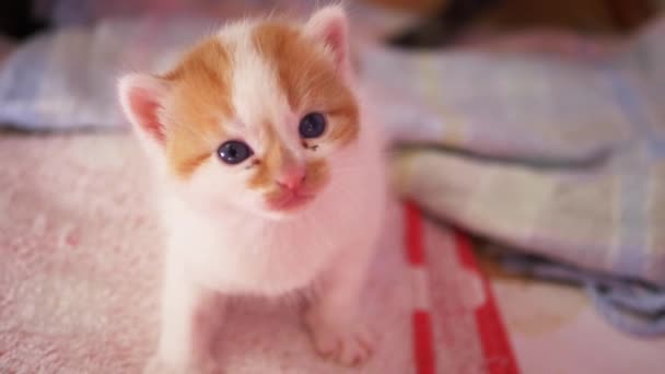 Pequeno gengibre adorável e gatinho branco olha para a câmera — Vídeo de Stock