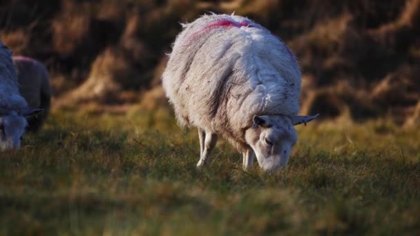 Стадо овец пасущихся в поле фермеров зимой — стоковое видео