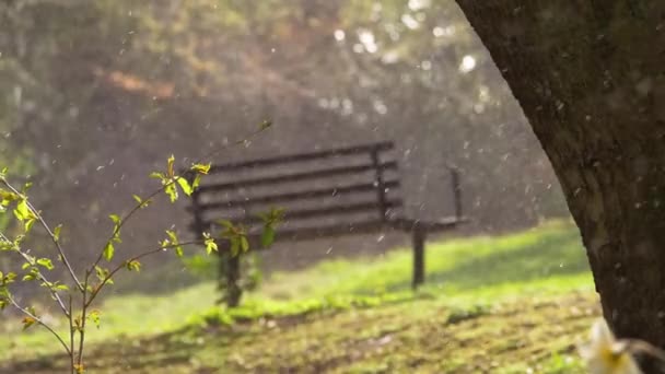 Hagel und Schneeregen in einem Park — Stockvideo