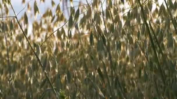 収穫のために農地で育つ黄金のオート麦を熟す — ストック動画