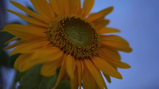 Samotny słonecznik w pełnym rozkwicie przeciwko błękitnemu niebu — Wideo stockowe