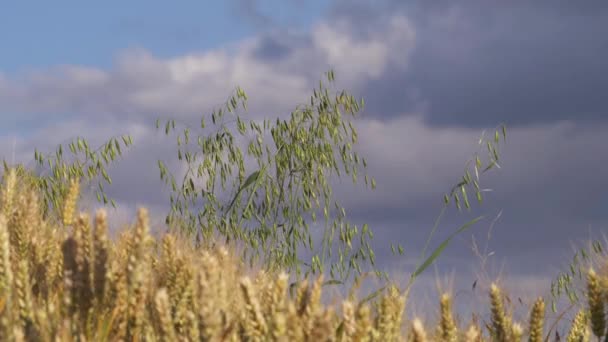 Pole pšenice zraje na pozadí oblohy — Stock video