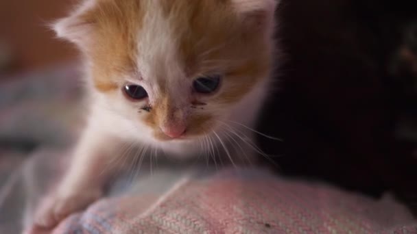 Маленький очаровательный рыжий и белый котенок смотрит в камеру — стоковое видео