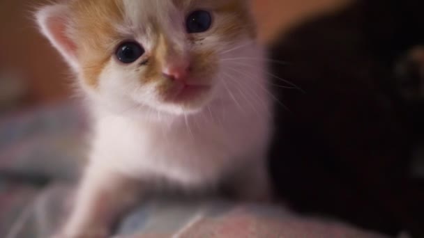 Симпатичный портрет рыжего и белого котенка — стоковое видео