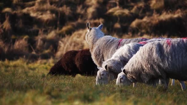 Flock av får i robust landsbygd landskap — Stockvideo