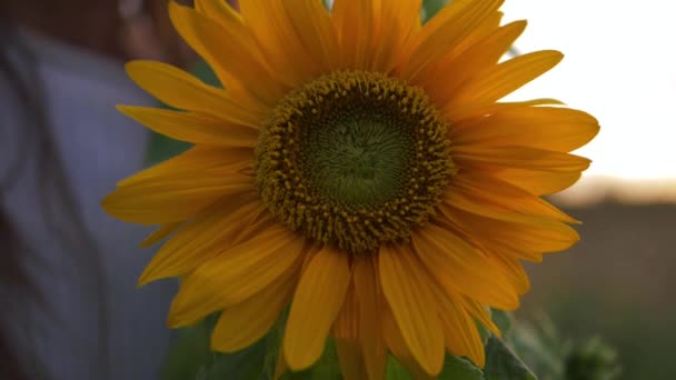 Slunečnice v plném květu na venkově — Stock video