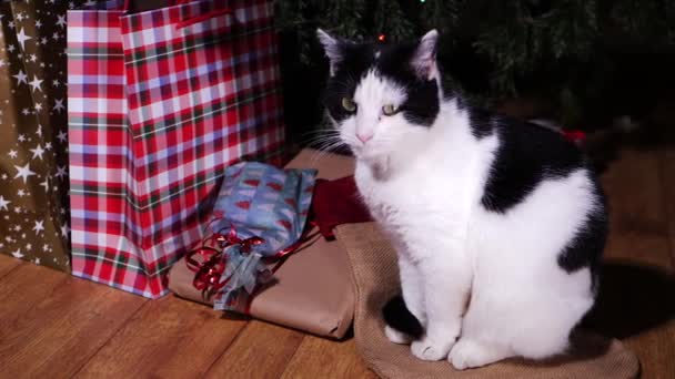 Кіт сидить на різдвяних подарунках під деревом — стокове відео