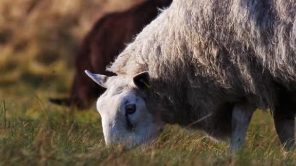 Wypasu owiec na polu rolników w zimie — Wideo stockowe