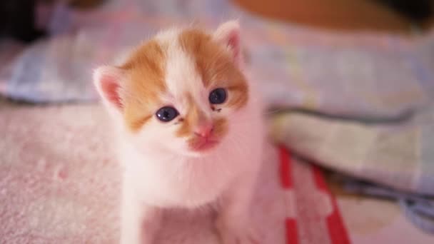 Pequeno gengibre adorável e gatinho branco olha para a câmera — Vídeo de Stock