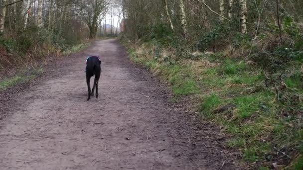Собака Грейхаунд свободно бегает по лесу — стоковое видео