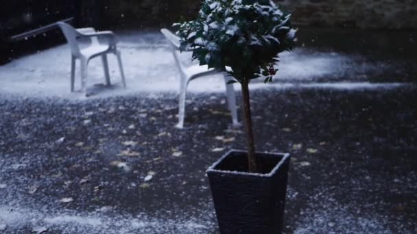 Stechpalmen pflanzen im Winter, wenn Schnee fällt — Stockvideo