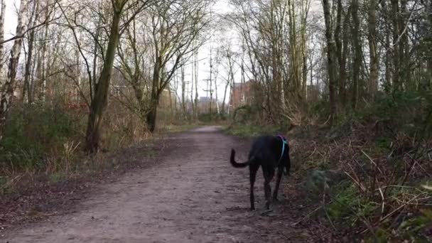 Greyhound hond loopt vrij rond in het bos — Stockvideo