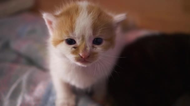Kleine schattige gember en witte kitten kijkt naar camera — Stockvideo