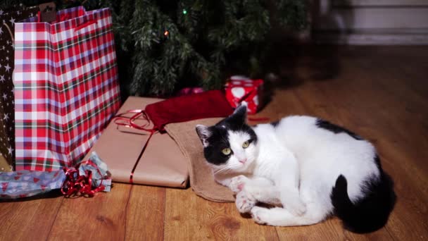 Pet gato relaxante por presentes de Natal sob a árvore — Vídeo de Stock