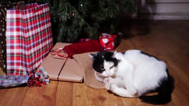 Pet γάτα περιποίηση από δώρα Χριστουγέννων κάτω από το δέντρο — Αρχείο Βίντεο