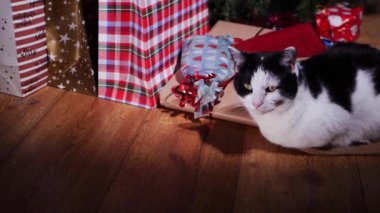 Ağacın altında Noel hediyeleriyle rahatlayan evcil kedi