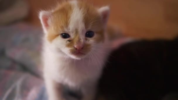 Маленький очаровательный рыжий и белый котенок смотрит в камеру — стоковое видео