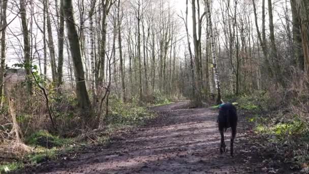 Собака Грейхаунд свободно бегает по лесу — стоковое видео